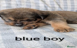 Mixed Breed dogs for sale: 7 stunning rottweiler puppies - Image 4
