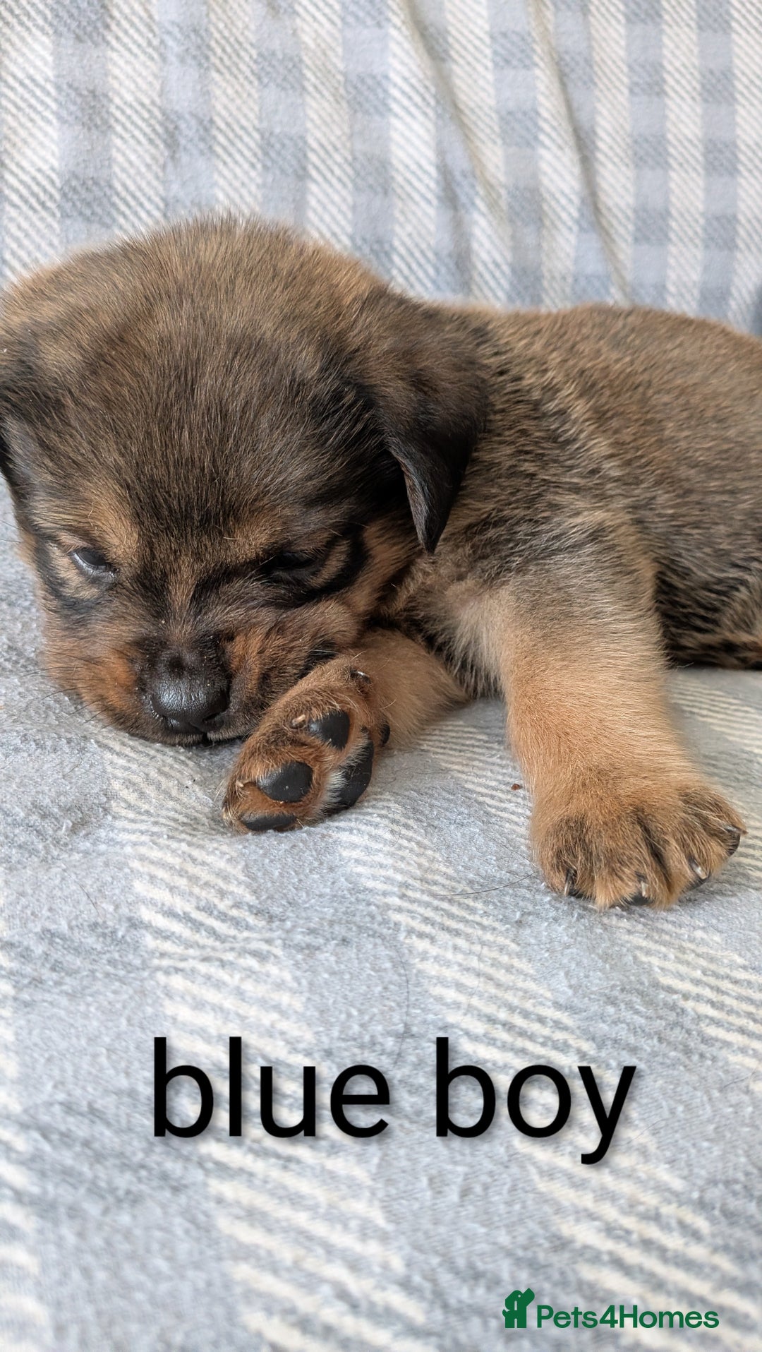 Mixed Breed dogs for sale: 7 stunning rottweiler puppies - Image 4