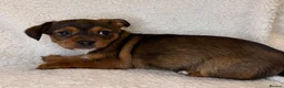 Mixed Breed dogs for sale: Pomeranian x chihuahua pups  - Advert 12