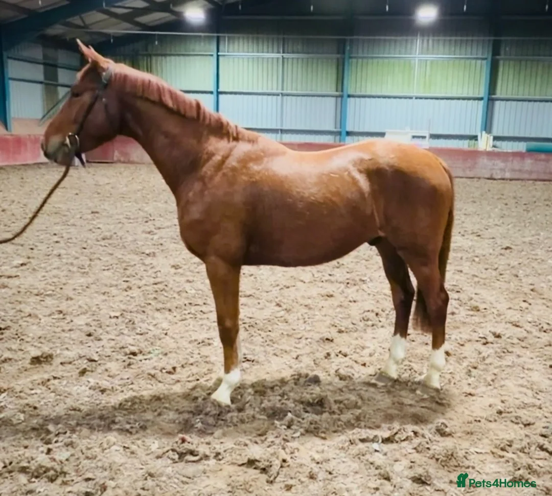 British Warmblood horses for sale: Quality Rising 3-Year-Old Gelding – 15.2hh - Advert 2