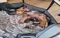 Miniature Dachshund dogs for sale: 4 beautiful mini dash's for sale - Image 7