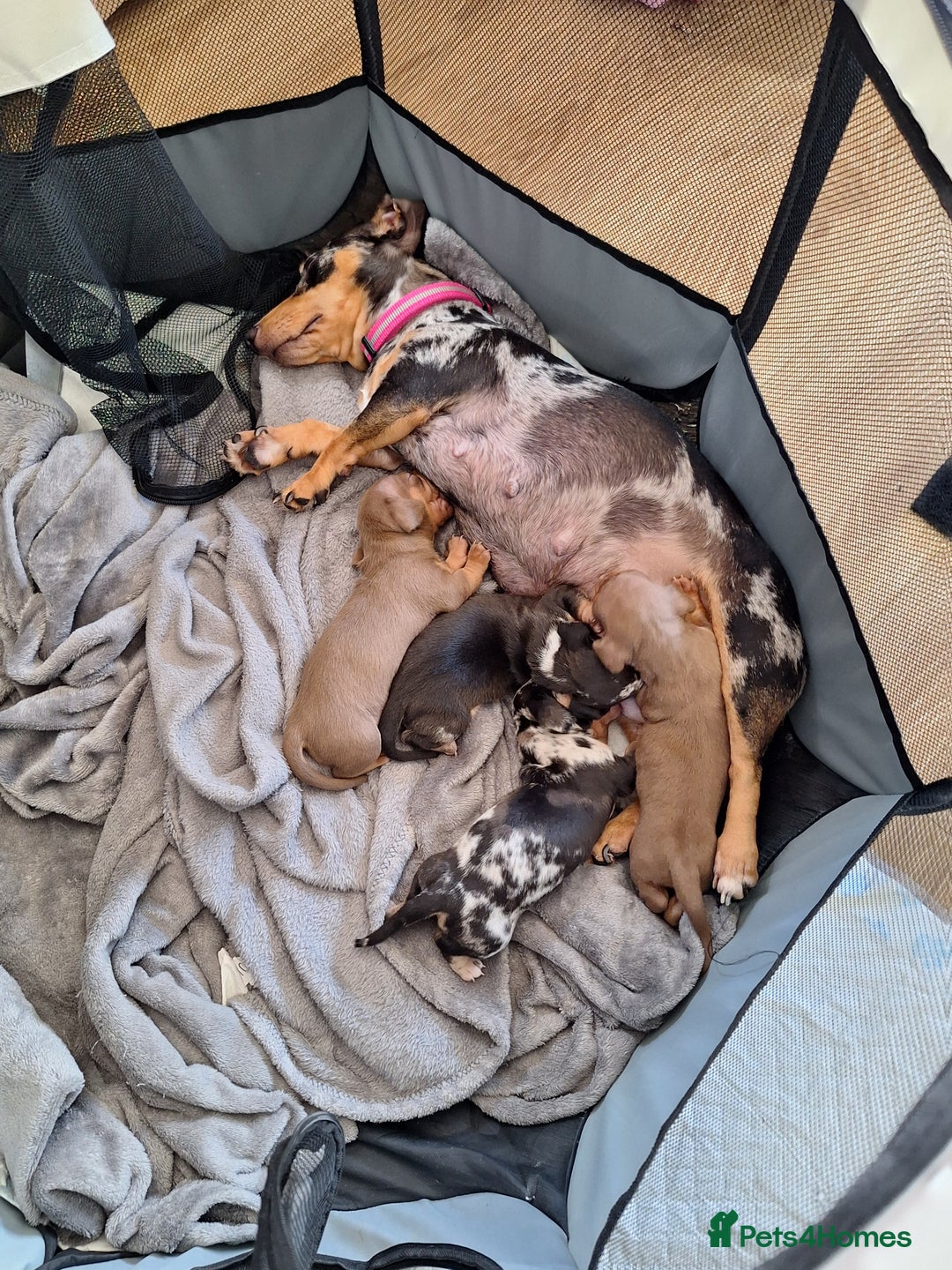 Miniature Dachshund dogs for sale: 4 beautiful mini dash's for sale - Image 7