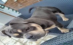 American Bully dogs for sale: Grand champion Mcloven granddaughter  - Advert 2