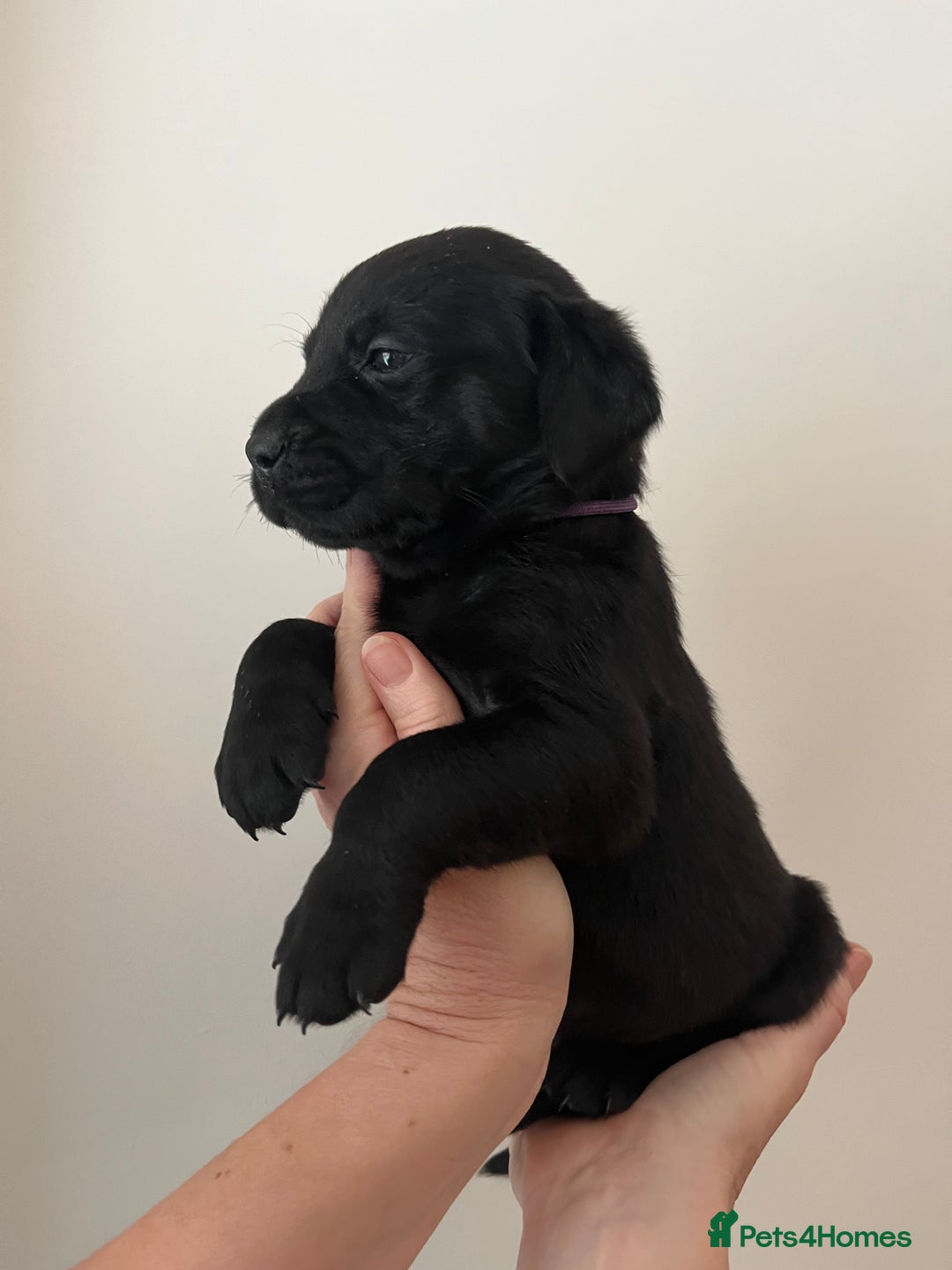 Mixed Breed dogs for sale: 11 Fabulous LABROTTIES - Advert 12