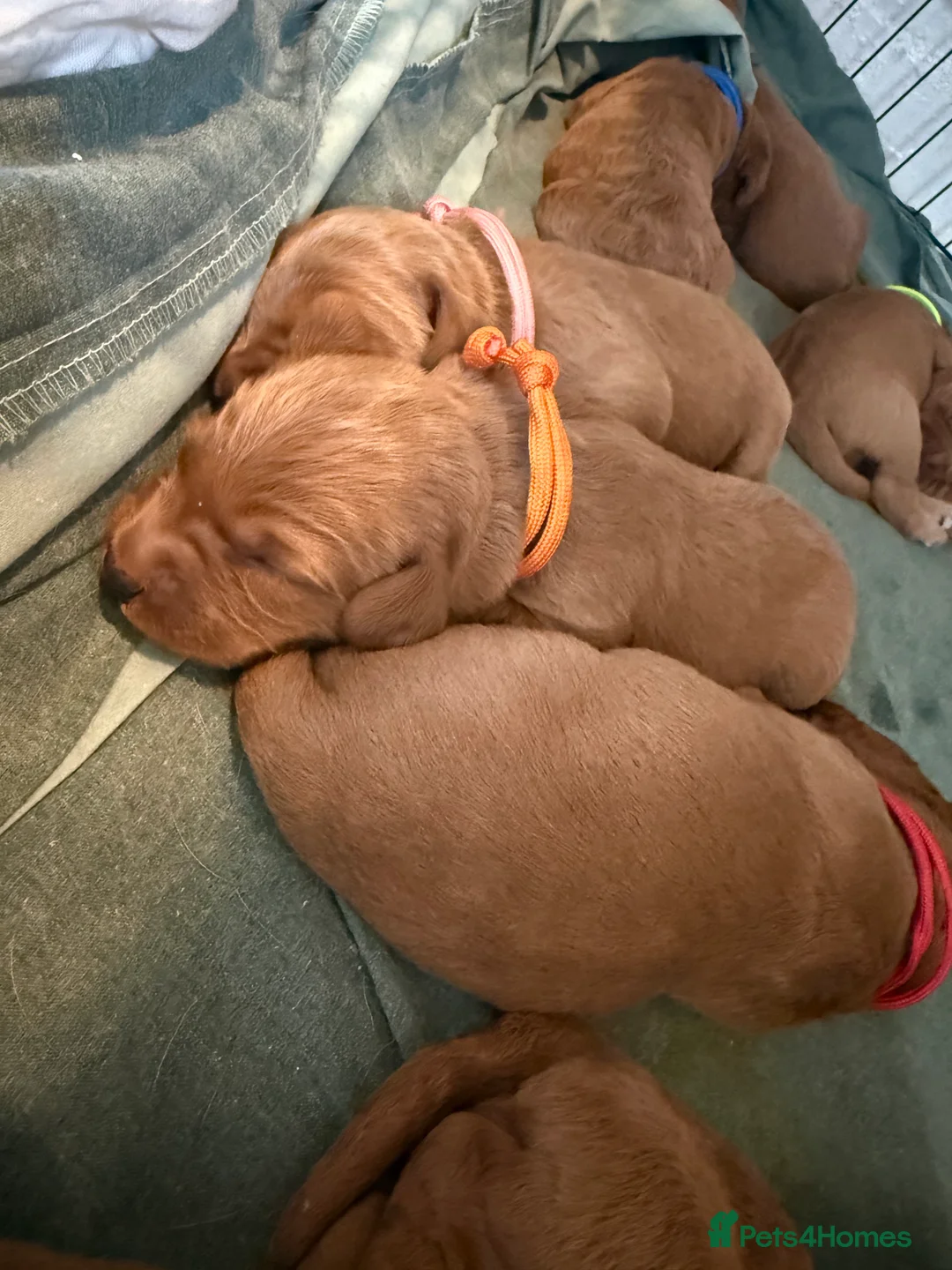 Labradoodle dogs for sale: ❤️ Red Fox F1 Miniature Labradoodle Puppies ❤️ - Advert 39