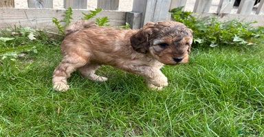 Cockapoo dogs - Advert 4