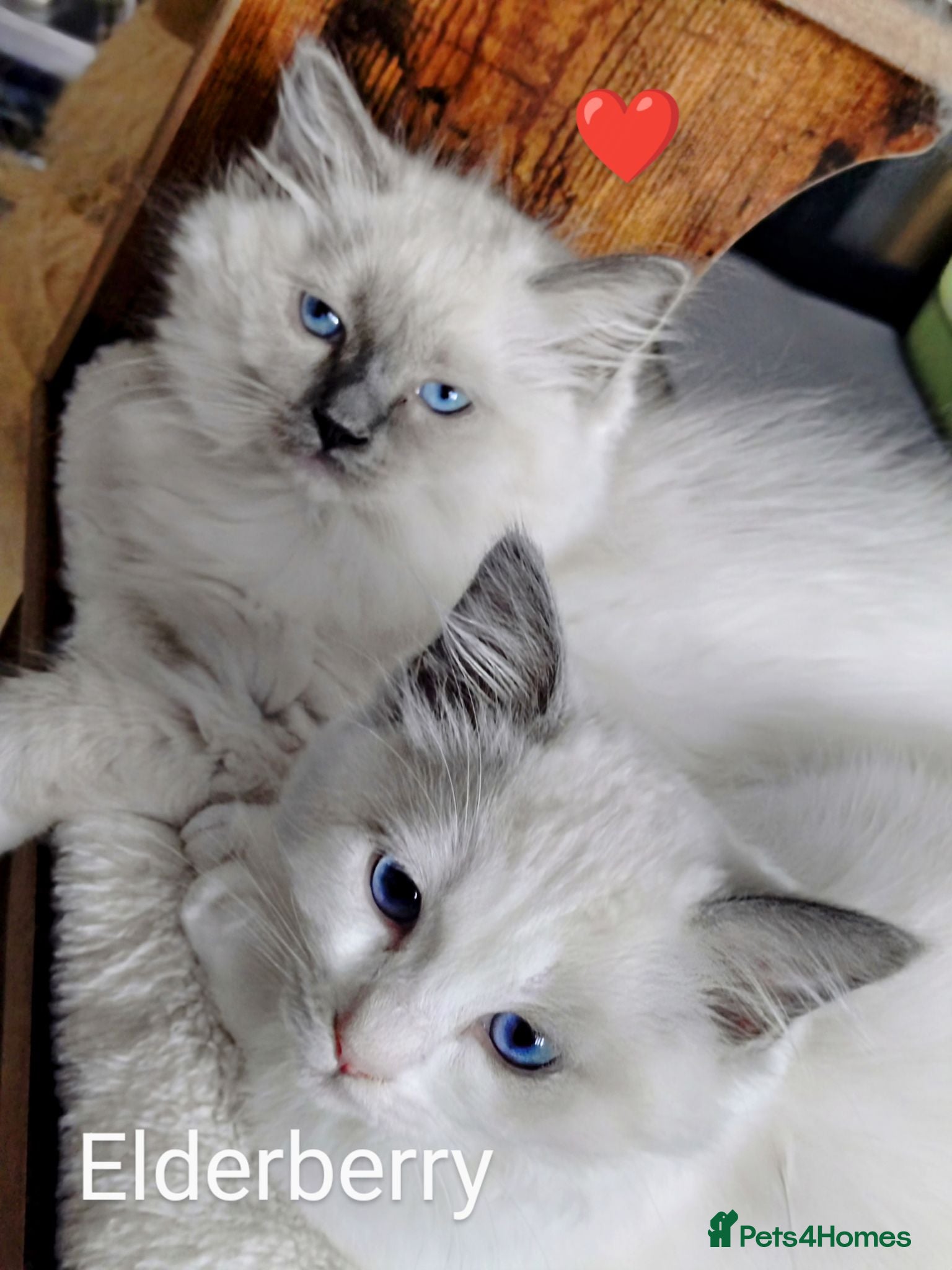 Ragdoll cats GCCF registered pedigree ragdoll kittens for sale  - Advert 14