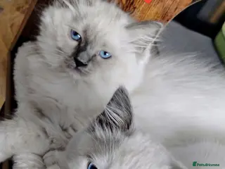Ragdoll cats GCCF registered pedigree ragdoll kittens for sale - Advert 14