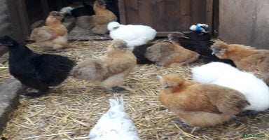 Chickens poultry - Advert 13