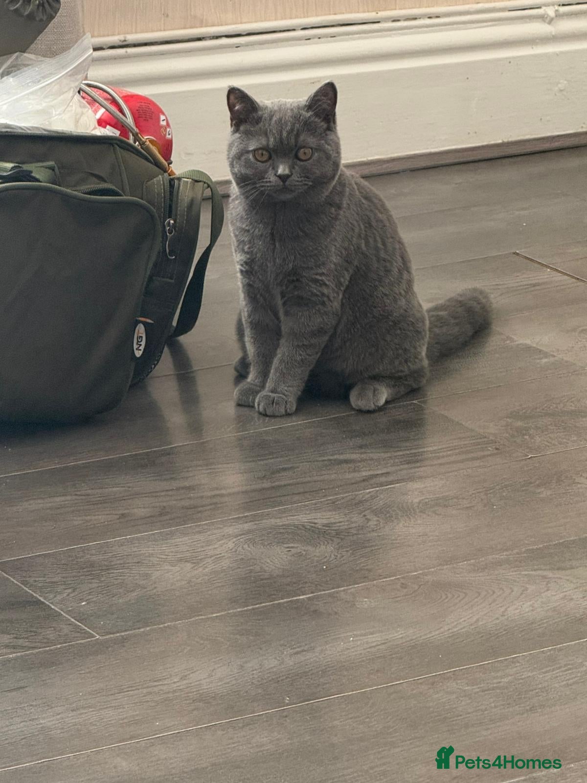 British Shorthair cats 7 month old female British shorthair - Advert 1