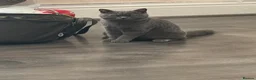 British Shorthair cats for sale: 7 month old female British shorthair in Widnes - Advert 1