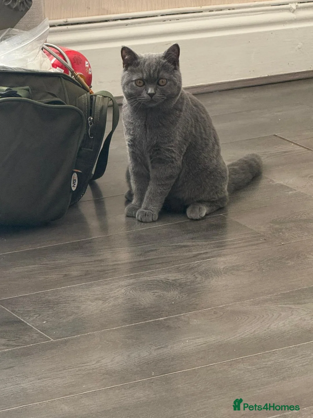 British Shorthair cats for sale: 7 month old female British shorthair in Widnes - Advert 1