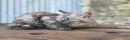 Maine Coon cats for sale: Stunning Maine coon x kitten  - Advert 14