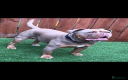 Olde English Bulldogge dogs for sale: Old English Bulldog Puppies - Image 33