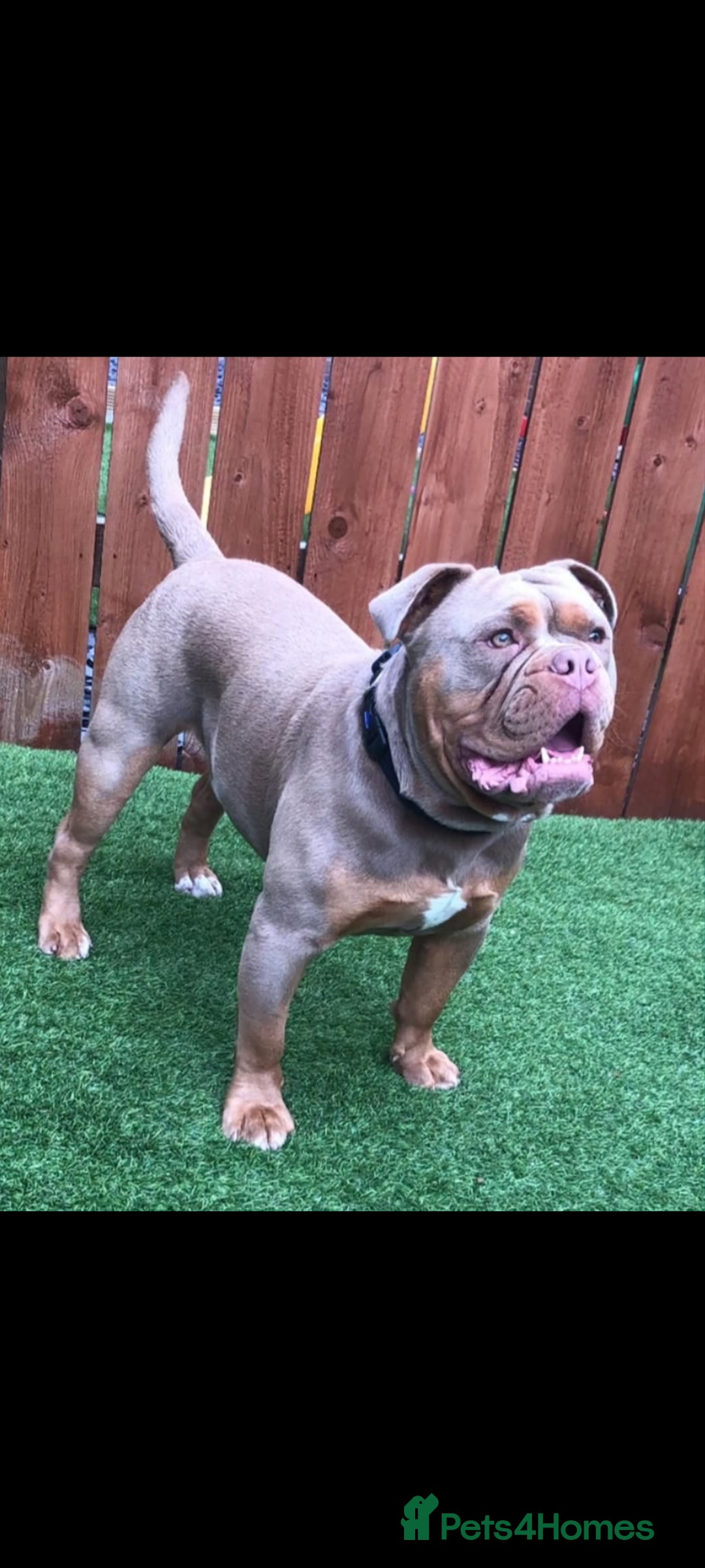 Olde English Bulldogge dogs for sale: Old English Bulldog Puppies - Image 33