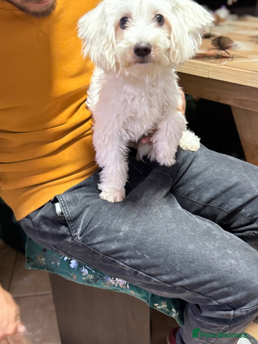 Bichon Frise dogs for adoption: Meet PACO - a Lovely little boy, for a Loving Home - Image 8