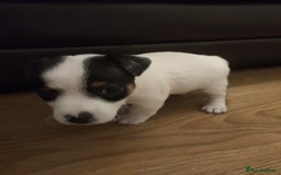 Jack Russell dogs for sale: Short legs Jack Russell  - Advert 7