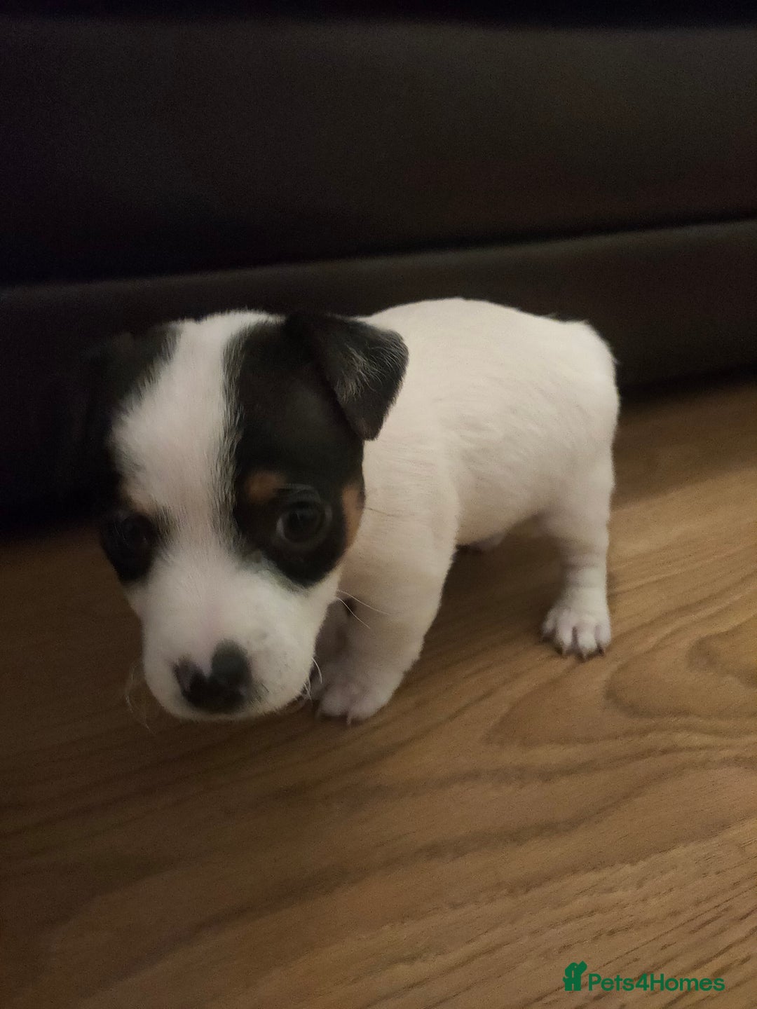 Jack Russell dogs for sale: Short legs Jack Russell  - Advert 7
