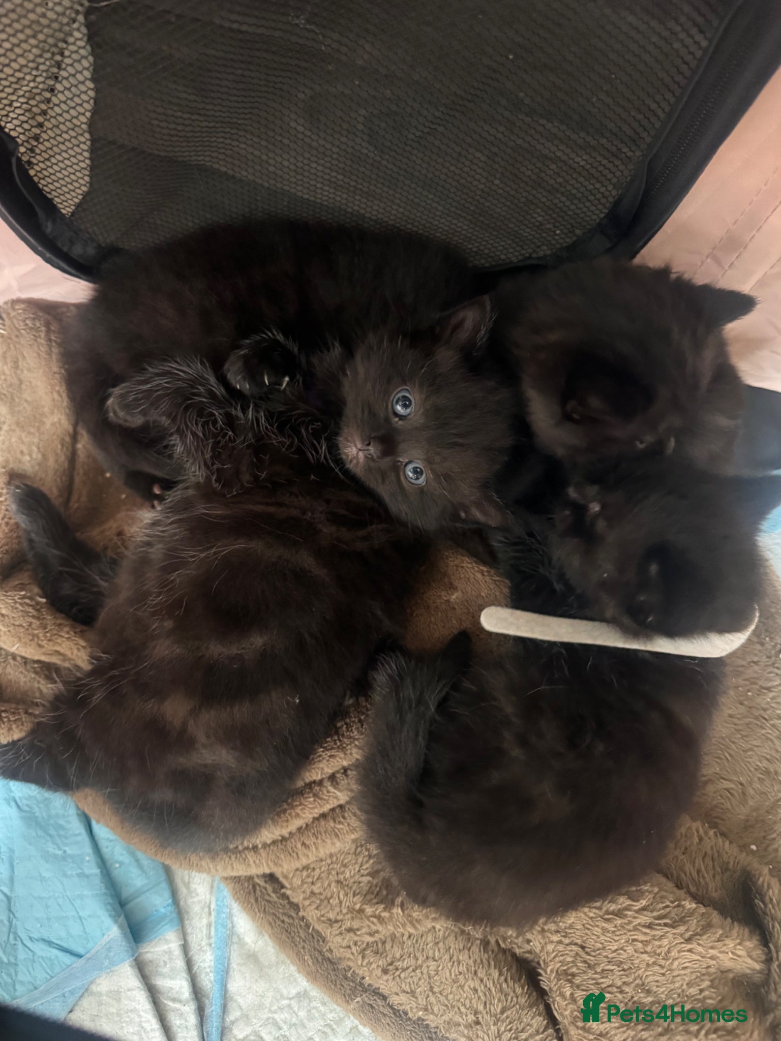 Mixed Breed cats for sale: 4 beautiful kittens ready to leave in 4 weeks - Advert 3