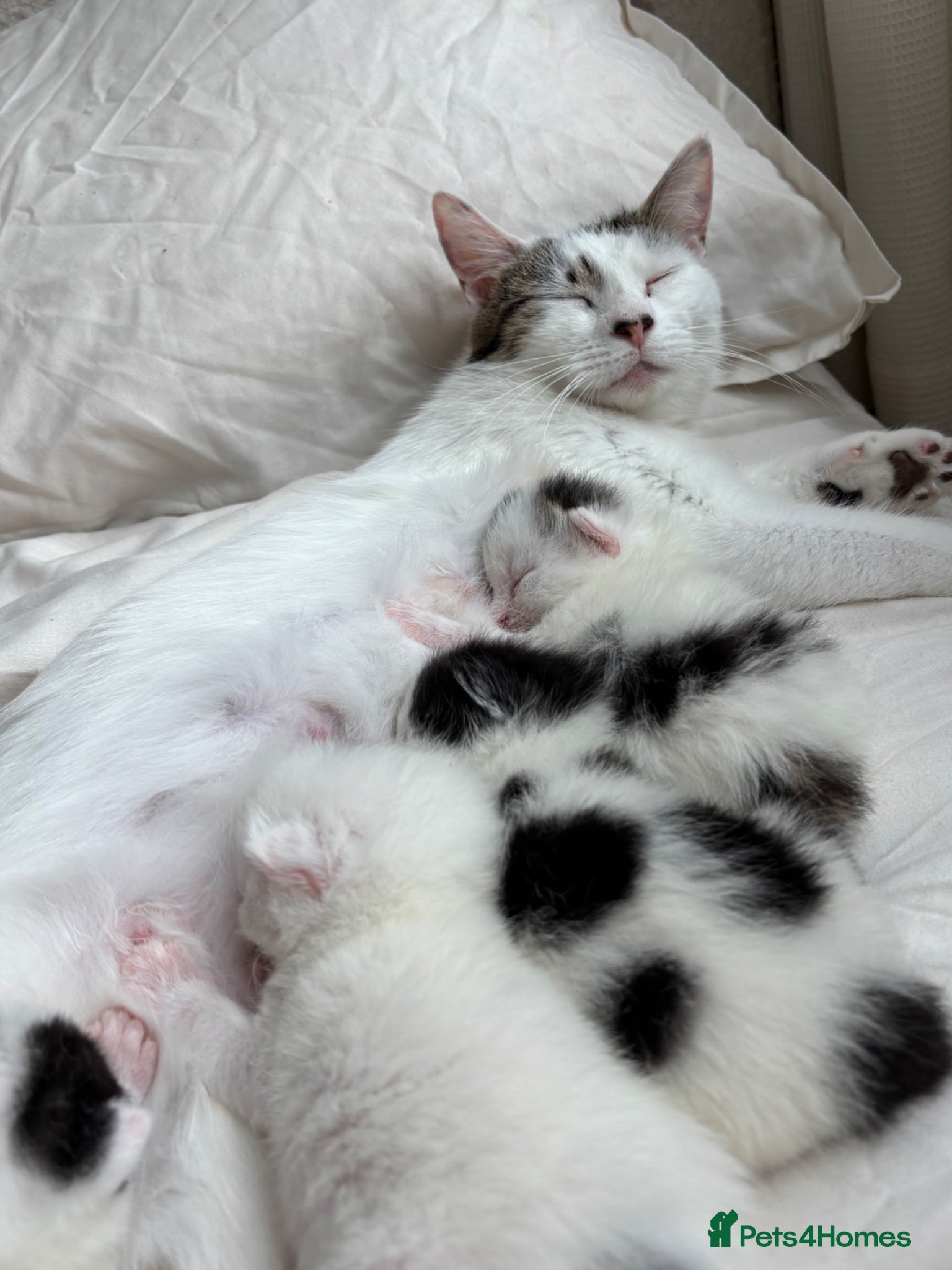Mixed Breed cats Last little girl remaining.  - Advert 1