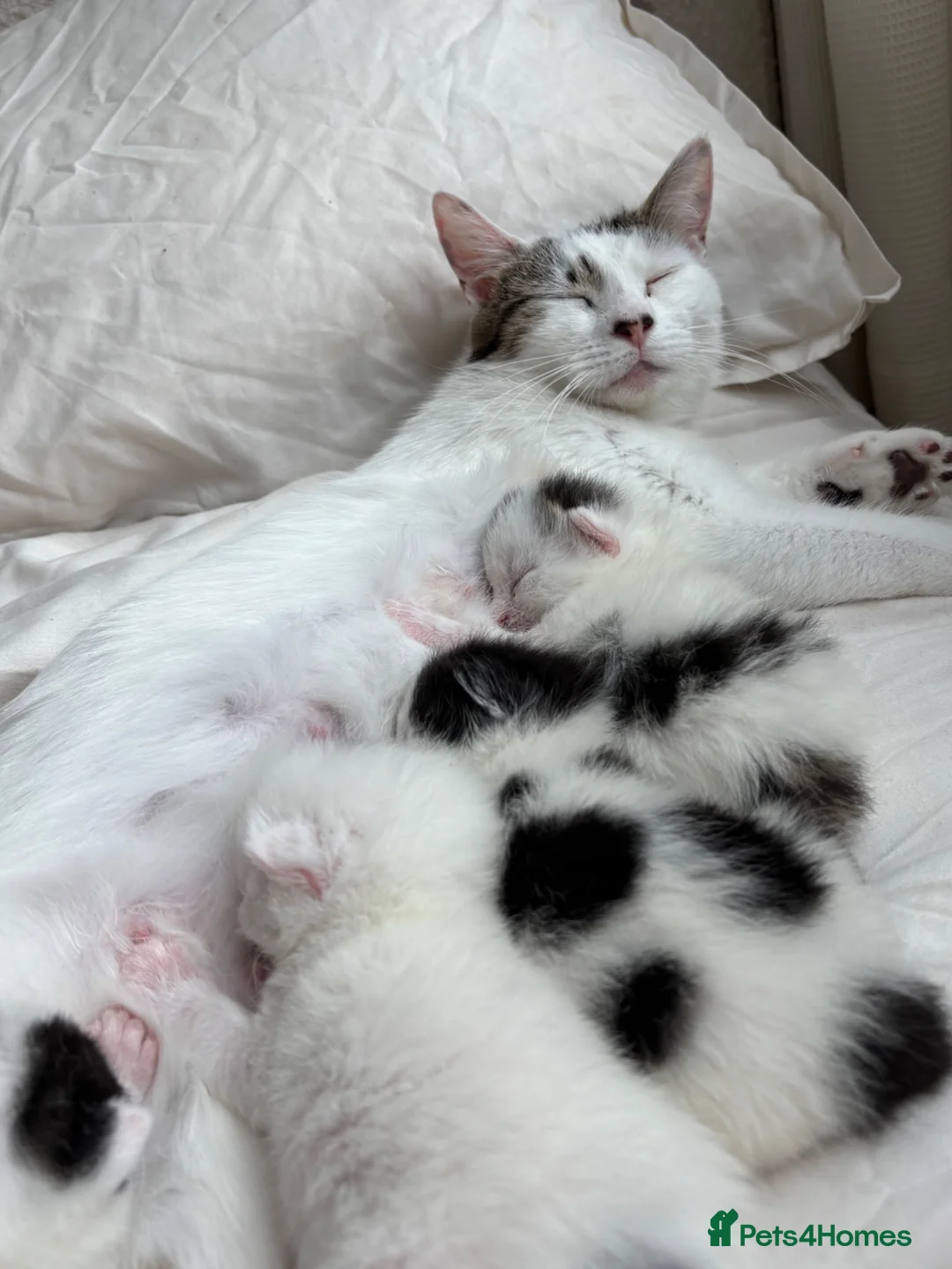 Mixed Breed cats for sale: Last little girl remaining.  in Newquay - Advert 1