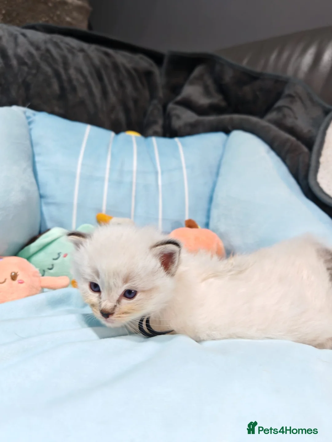 Ragdoll cats for sale: Beautiful Ragdoll Kittens Looking for Forever Home in Bolton - Advert 38