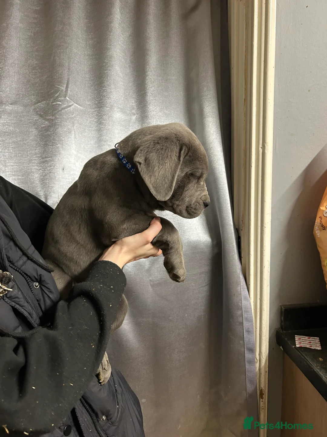 Cane Corso dogs for sale: Cane corso pups - Advert 2