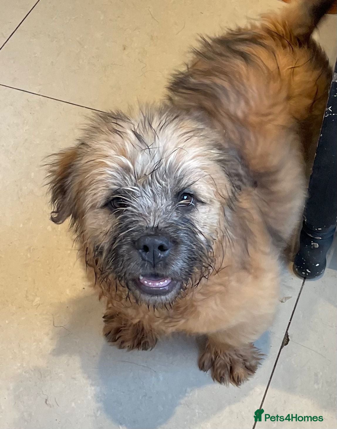 Mixed Breed dogs the cutest shih zhu mix babies  - Advert 2