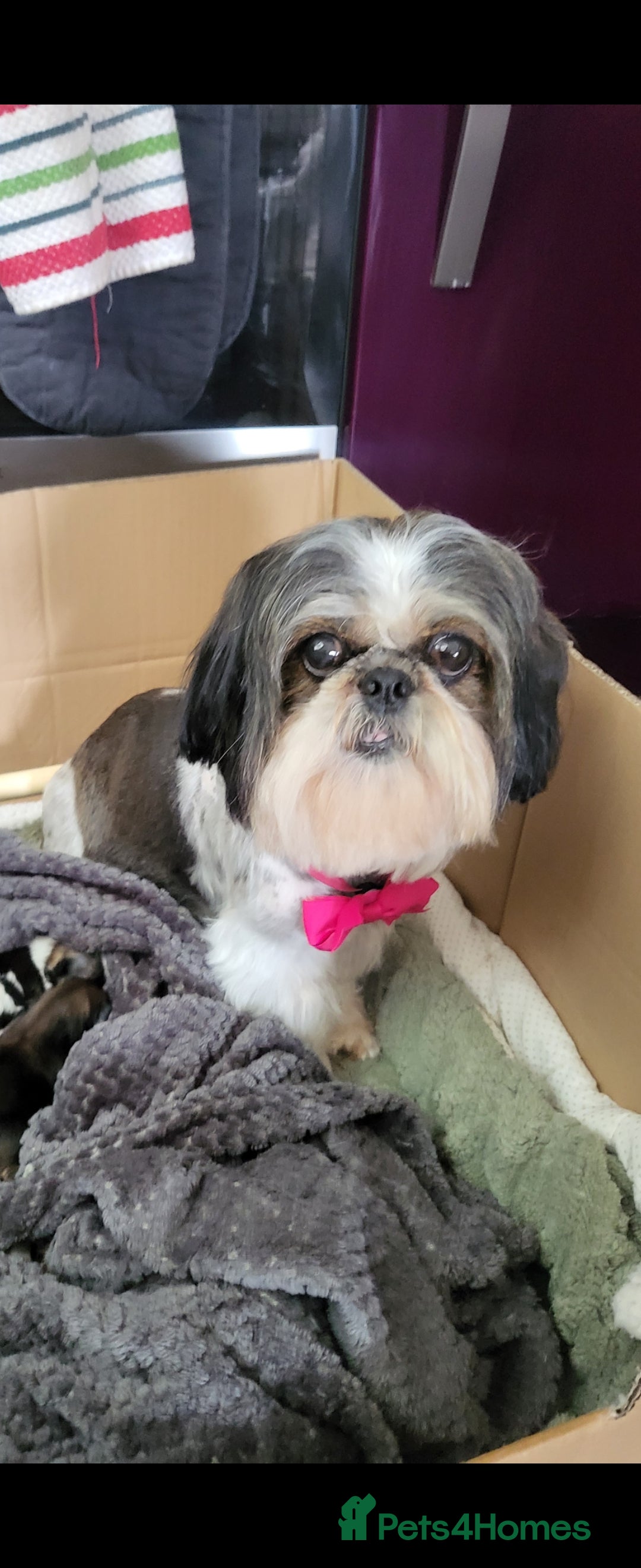 Shih Tzu dogs for sale: Shihtzu little girl  - Advert 2