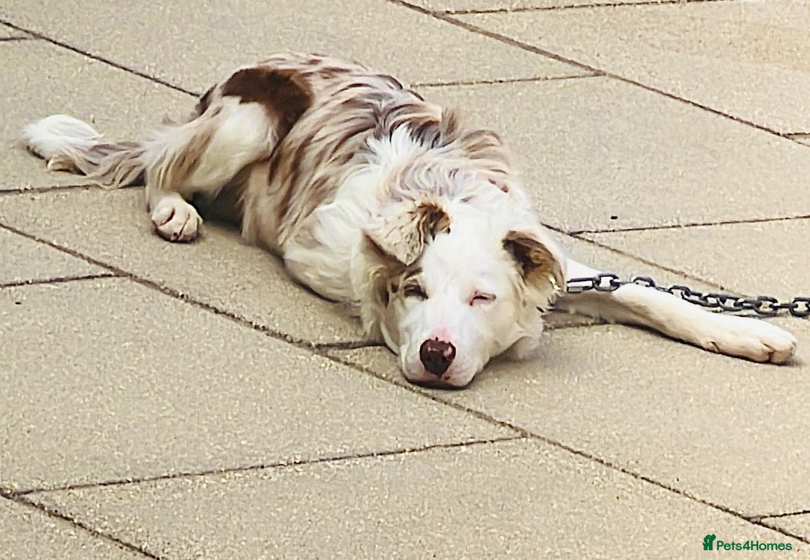 Border Collie dogs Rocket  - Advert 1