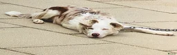 Border Collie dogs for sale: Rocket  in Knaresborough - Advert 1