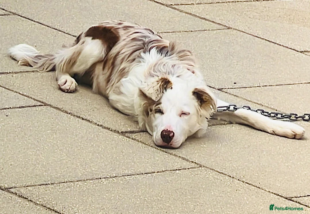 Border Collie dogs for sale: Rocket  in Knaresborough - Advert 1