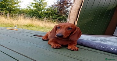 Dachshund dogs - Advert 2