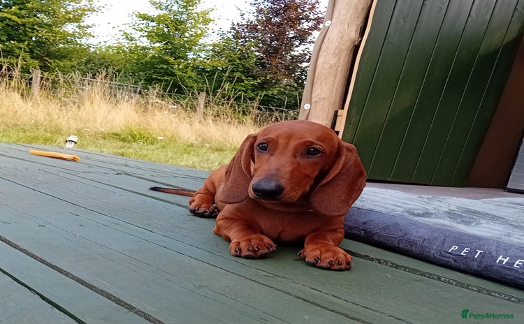 Dachshund dogs - Advert 1