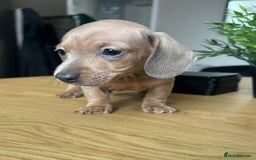 Miniature Dachshund dogs for sale: Tiny miniature kc dachshunds LAST GIRL   - Image 3