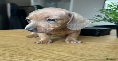 Miniature Dachshund dogs - Advert 5