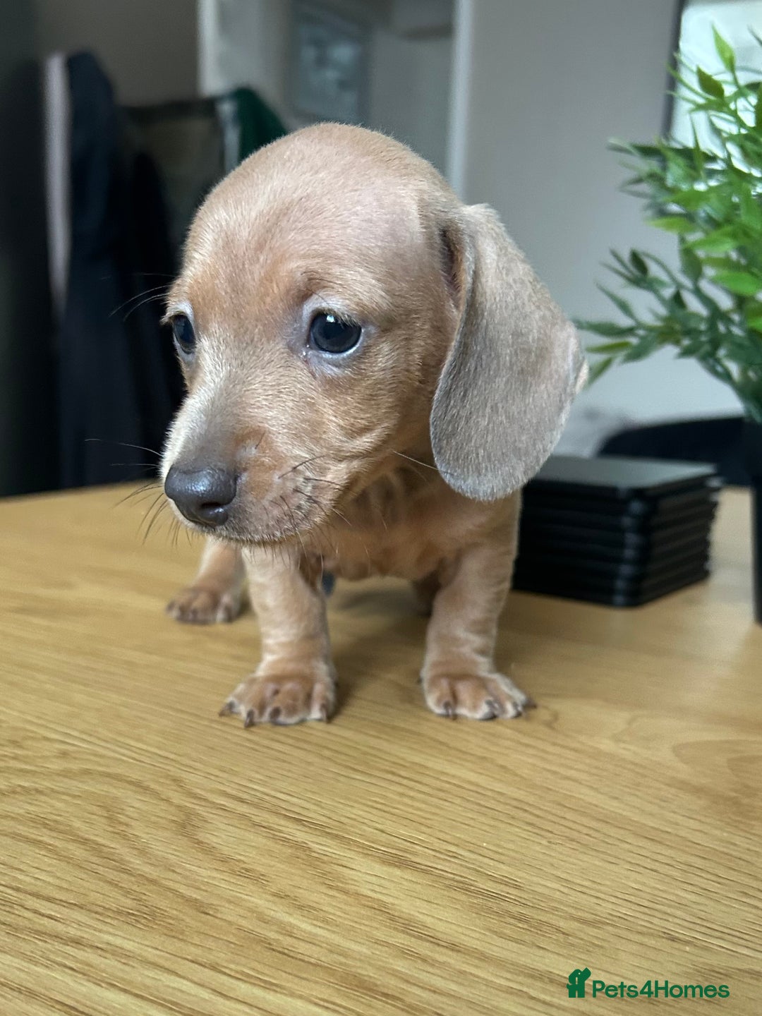Miniature Dachshund dogs for sale: Tiny miniature kc dachshunds LAST GIRL   - Image 3