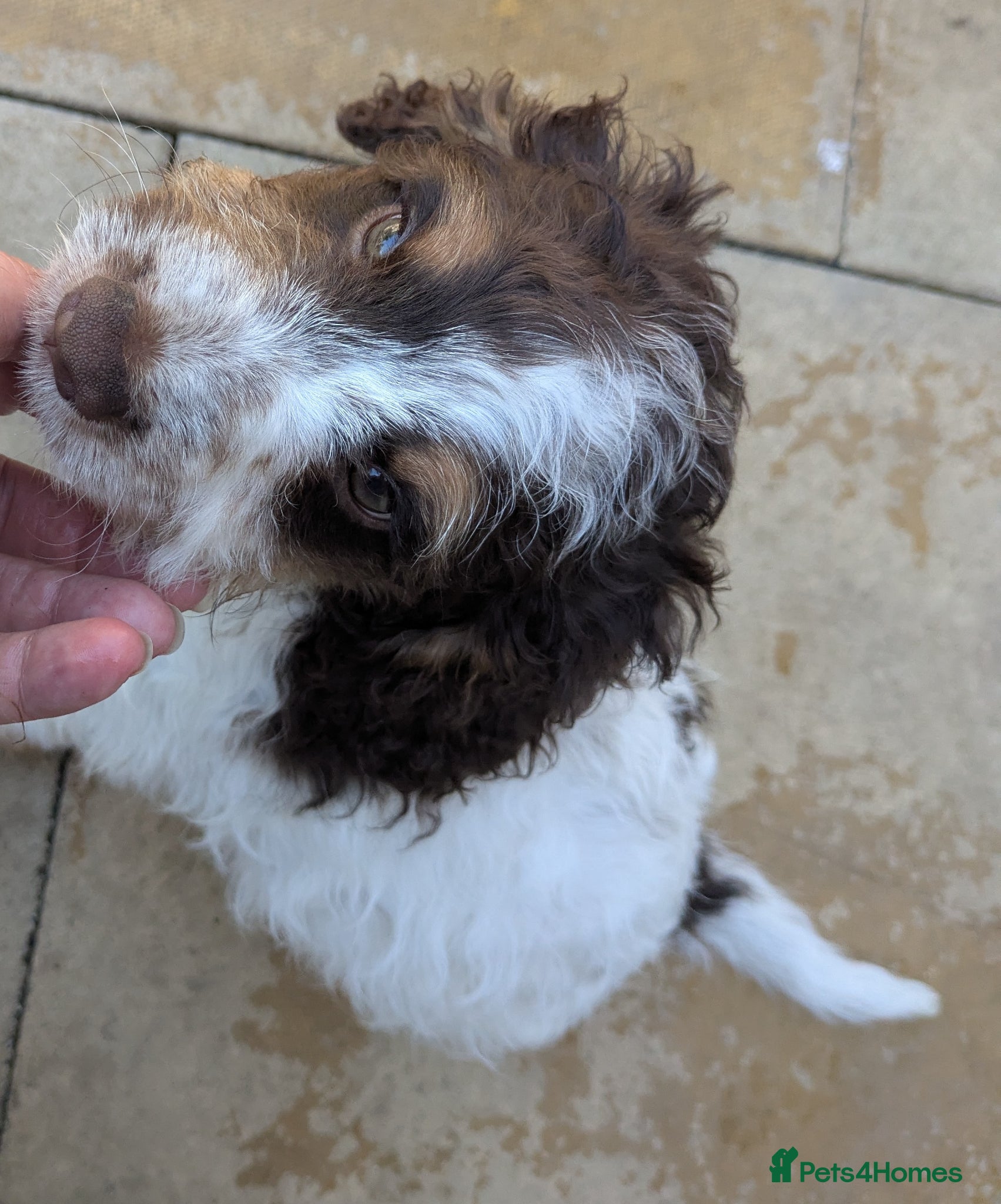 Cockapoo dogs 5 ⭐ DNA tested F1 cockapoos - Advert 2