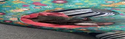 Sphynx cats for sale: Beautiful 1-Year-Old Tortoiseshell Sphynx - Advert 7