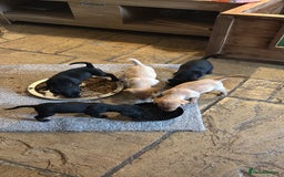 Labrador Retriever dogs for sale: Kc Labradors pups forsale  - Image 2