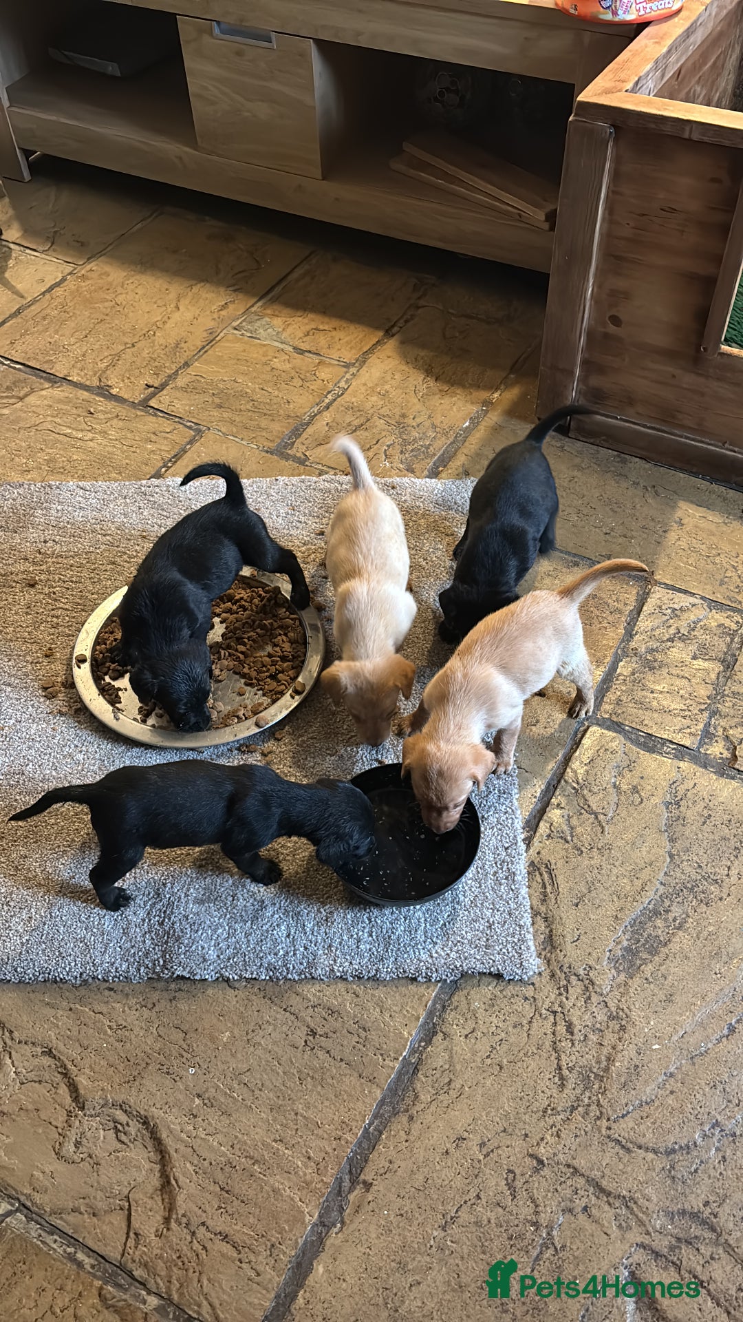 Labrador Retriever dogs for sale: Kc Labradors pups forsale  - Image 2