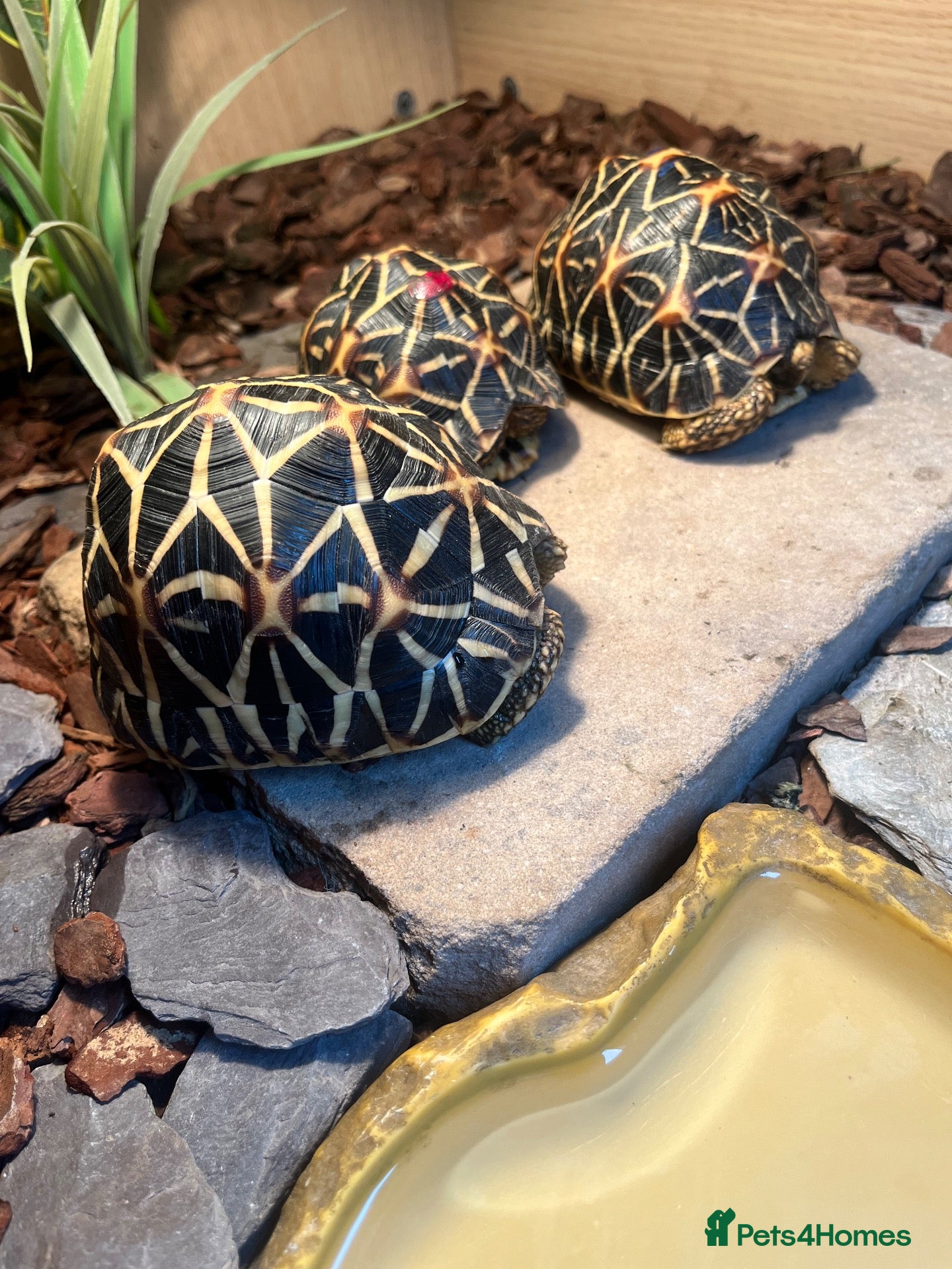 Tortoise reptiles Three Indian Star Tortoise  - Advert 1