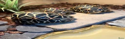 Tortoise reptiles for sale: Three Indian Star Tortoise  in Taunton - Advert 1
