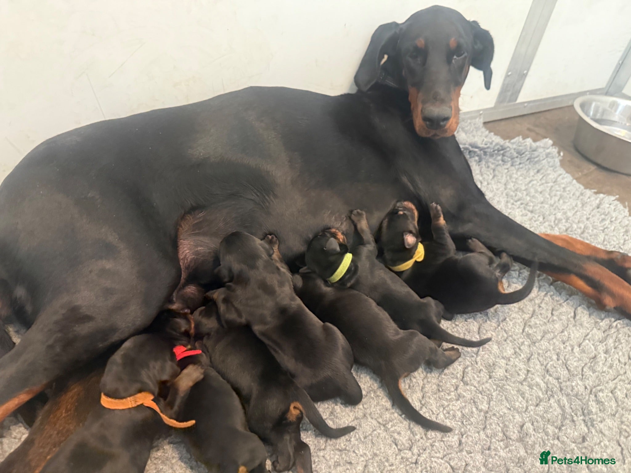 Dobermann dogs World champion Dobermanns available - Advert 1