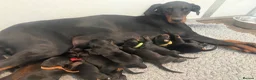 Dobermann dogs for sale: World champion Dobermanns available - Advert 1