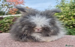 Angora rabbits for sale: 😍Large Angora babies- parents imported from 🇫🇷  - Image 4