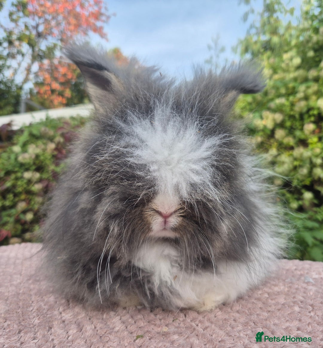 Angora rabbits for sale: 😍Large Angora babies- parents imported from 🇫🇷  - Image 4
