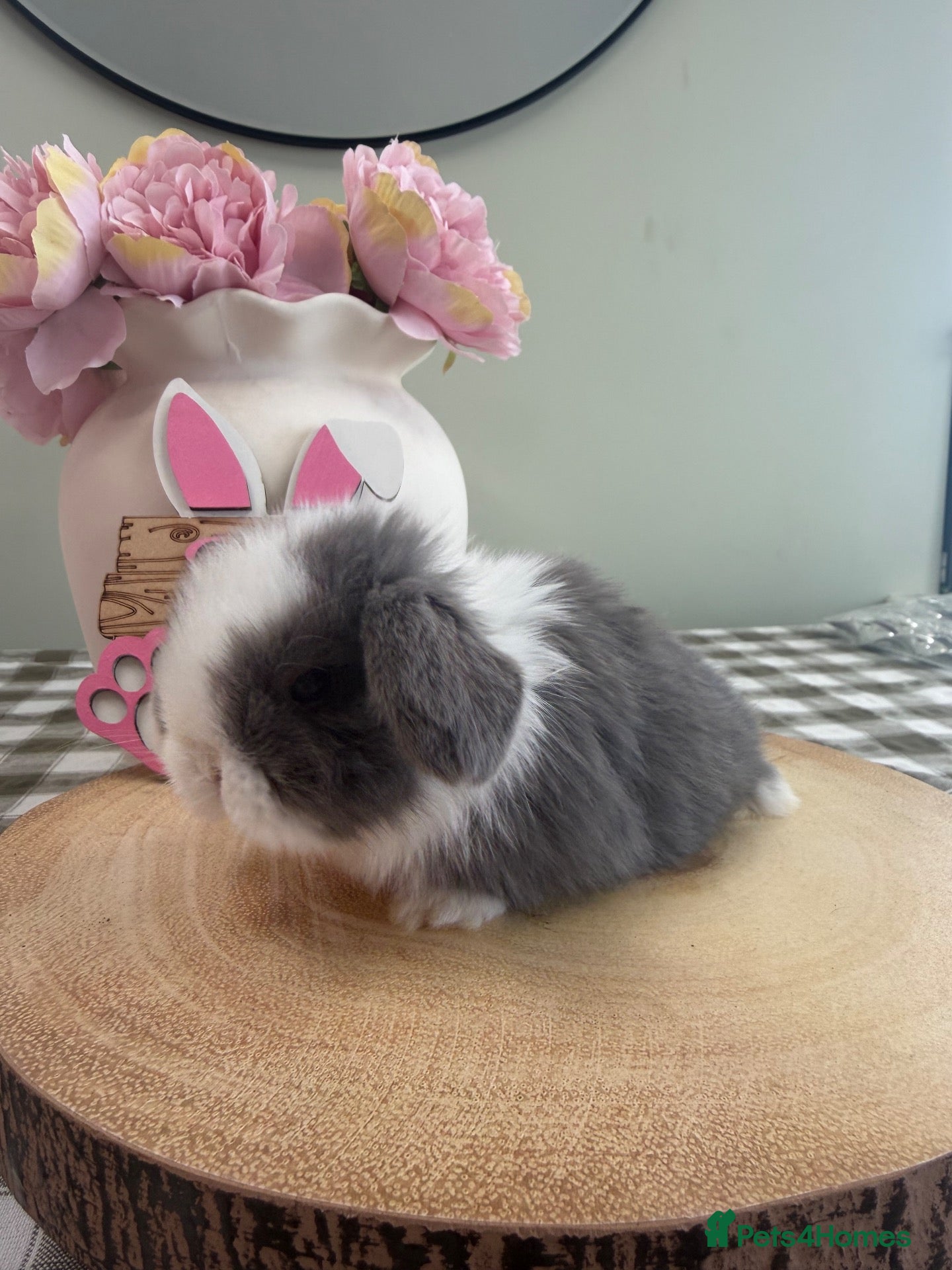 Mini Lop rabbits Gorgeous Mini Lops ready 25th October - Advert 2