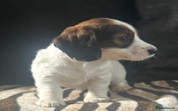Mixed Breed dogs for sale: Patterdale X cocker spaniel  - Image 16