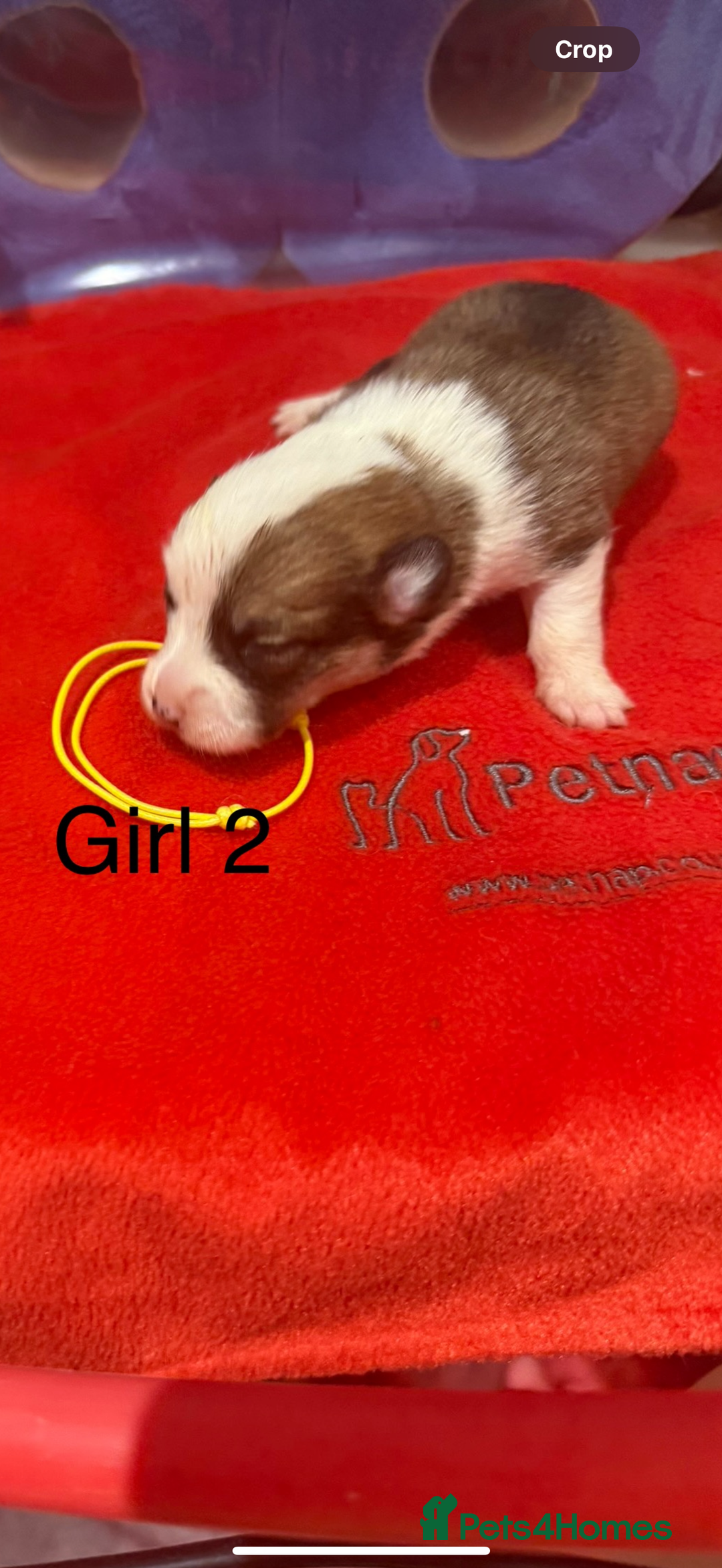 Welsh Corgi Pembroke dogs for sale: Kc reg Pembroke corgi babies available  - Advert 35